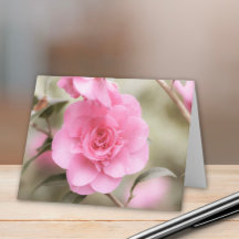 Soft Rosa Camellia Flower