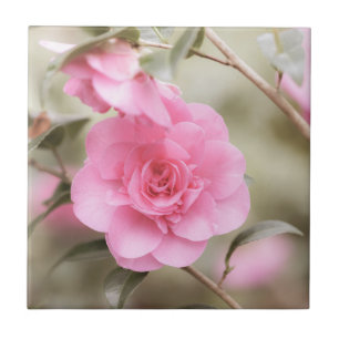 Soft Rosa Camellia Flower Kakelplatta
