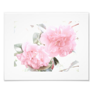 Soft Rosa Camellias Fototryck