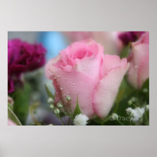 Soft Rosa ros Poster