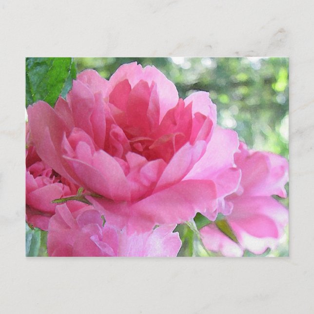 Soft Rosa ros Vykort (Framsida)