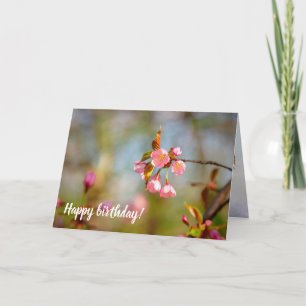Soft Rosa Tender Sakura Flowers in Springtime Kort