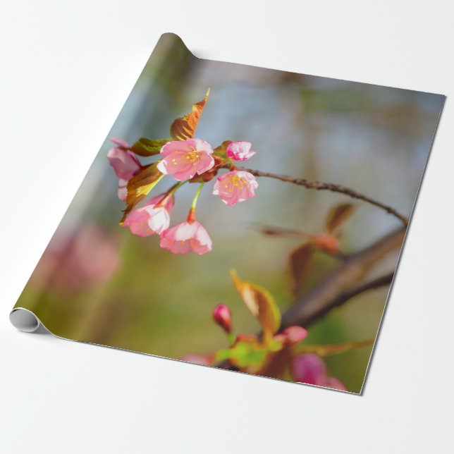 Soft Rosa Tender Sakura Flowers Presentpapper (Utrullad)