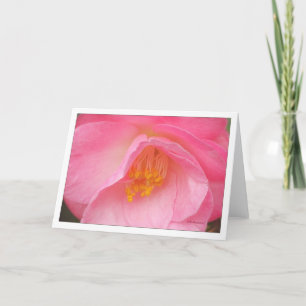 Soft rose camelia kort