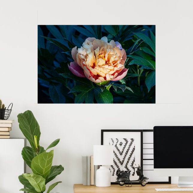 Soft Splendor: Peach Peony Photography Poster (Hemmakontoret)