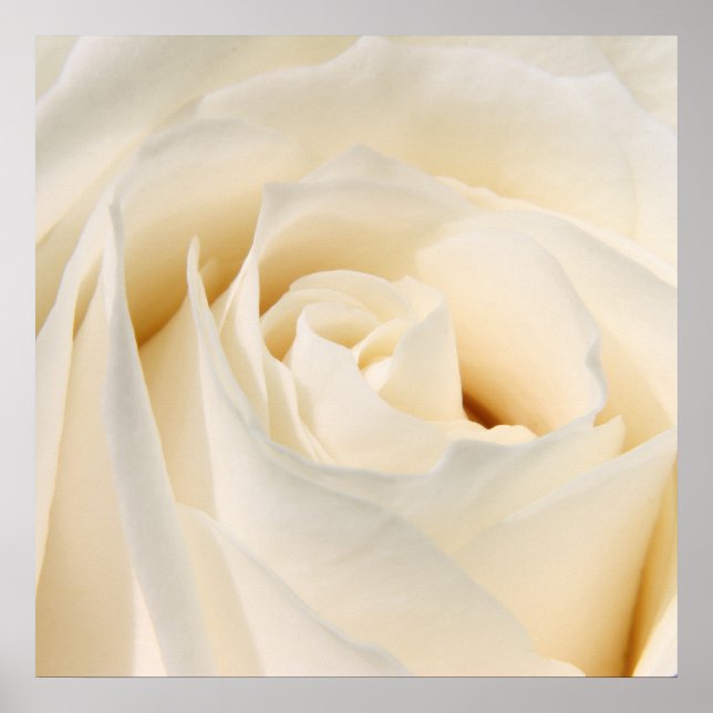 Soft Vit ros Poster (Framsidan)