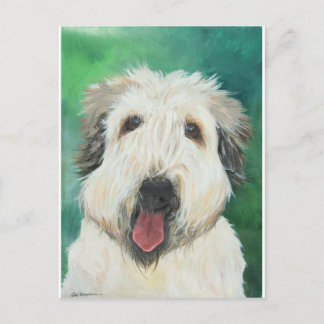 Soft Wheaton Terrier hund bilder Vykort