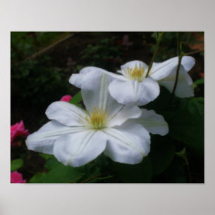 Soft White Clematis Flowers Orton Effect Poster