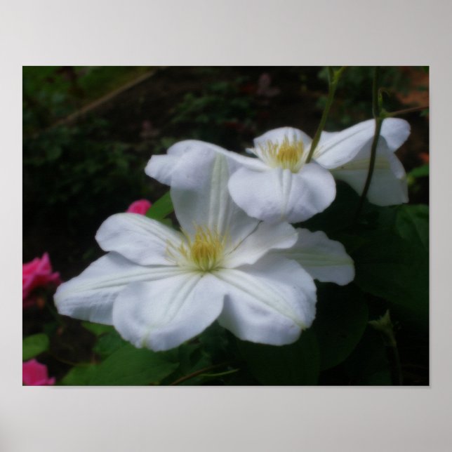 Soft White Clematis Flowers Orton Effect Poster (Framsidan)