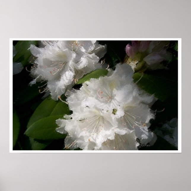Soft White Rhododendrons Poster (Framsidan)