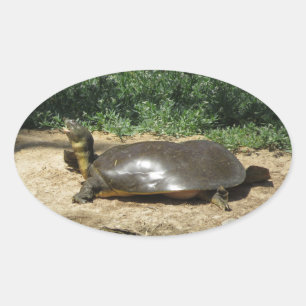 Softshell Turtle Ovalt Klistermärke