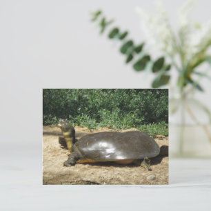 Softshell Turtle Vykort