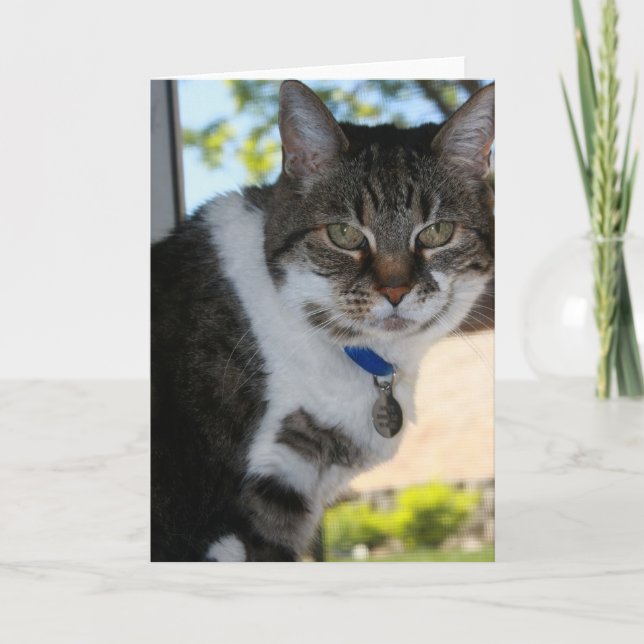 Softy Blank gratulationskort Kort (Framsida)