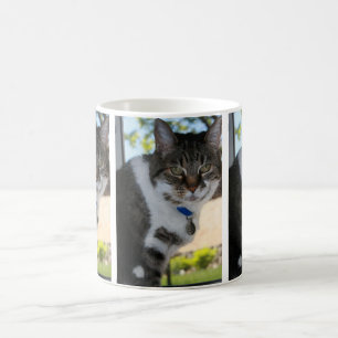 Softy Tabby katt Mugg