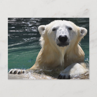 Soggy Polar Bear Vykort