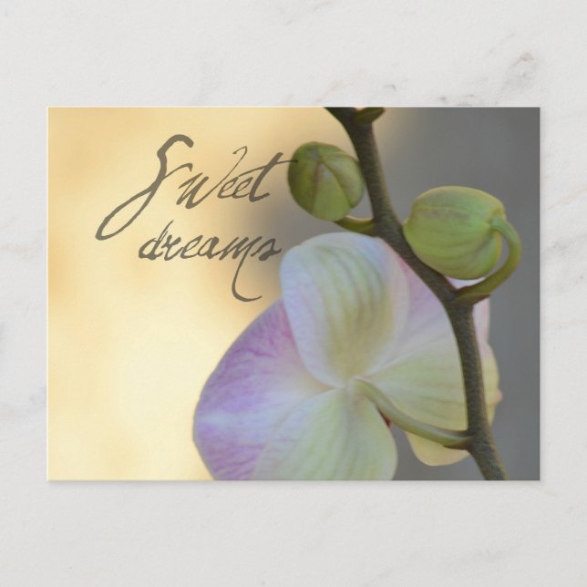 Sogni D'oro (söta drömmar) Vykort (Framsida)