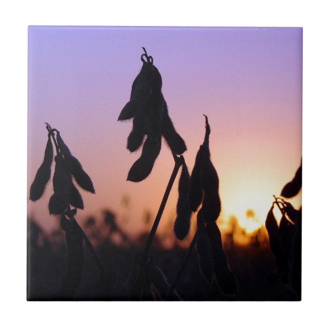 Sojabönor i Sunset Kakelplatta (Framsidan)