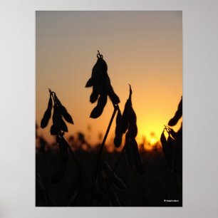 Sojabönor i Sunset Poster