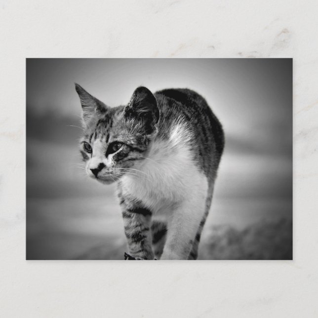 söka efter vykort för katt (Framsida)