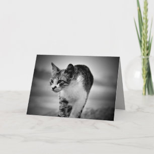 söka på gratulationskort för katt kort