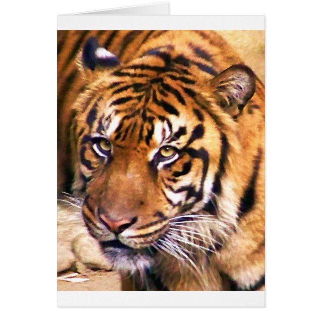 Sökande Hälsningskort (Framsidan)