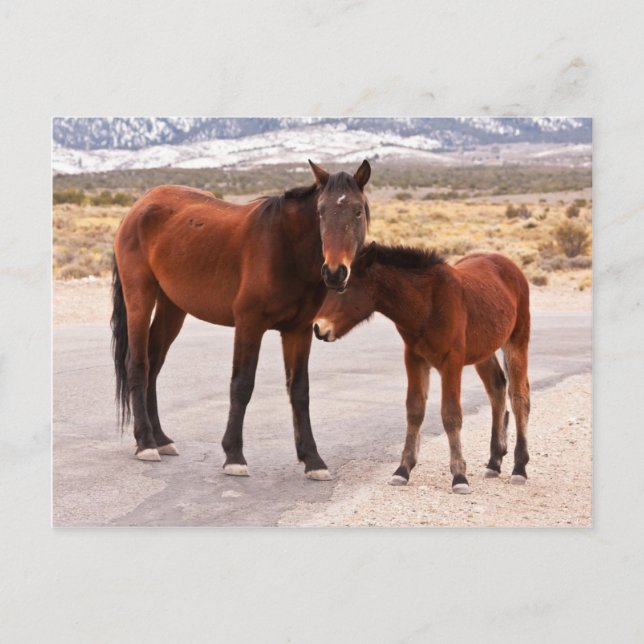 Sökande komfort vykort (Framsida)