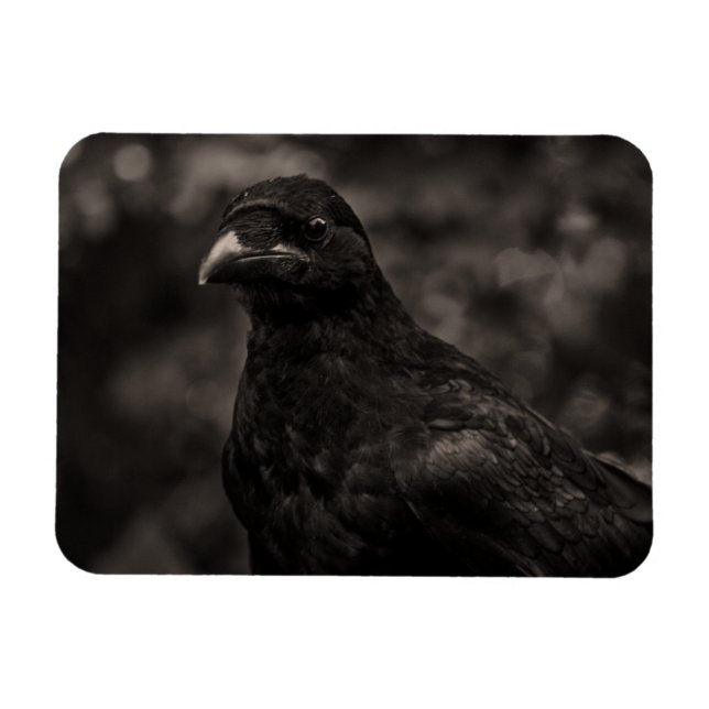 Sökanden Magnet (Horisontell)