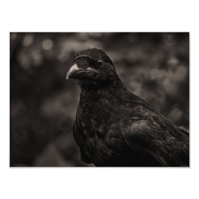 Sökaren Fototryck (Framsidan)