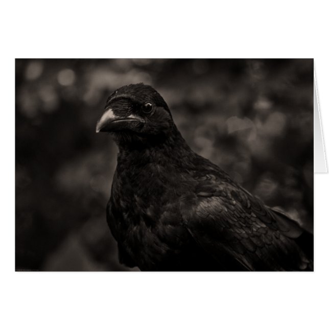 Sökaren OBS Kort (Framsidan Horizontal)