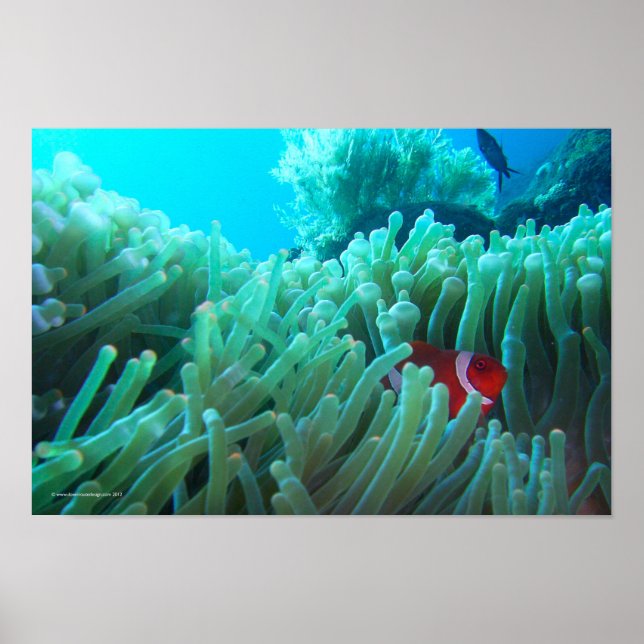 Söker efter Nemo Poster (Framsidan)