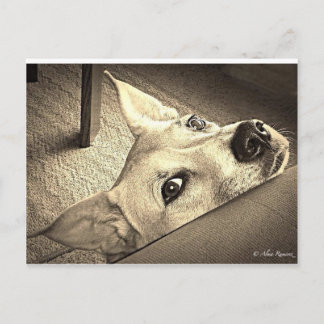 Sokka Davis Postcard Vykort