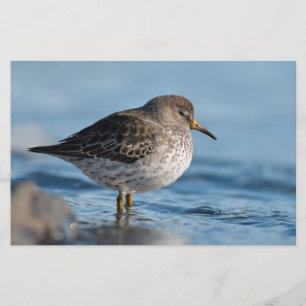 Sökning efter Sten Sandpiper Brevpapper