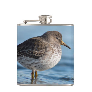 Sökning efter Sten Sandpiper Fickplunta