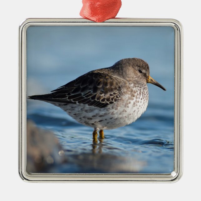 Sökning efter Sten Sandpiper Julgransprydnad Metall (Framsidan)
