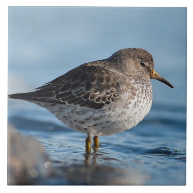 Sökning efter Sten Sandpiper Kakelplatta (Framsidan)