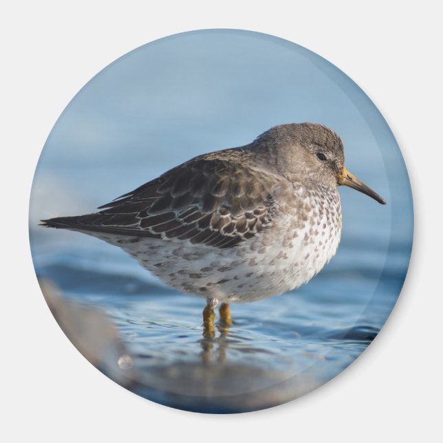 Sökning efter Sten Sandpiper Magnet (Framsidan)