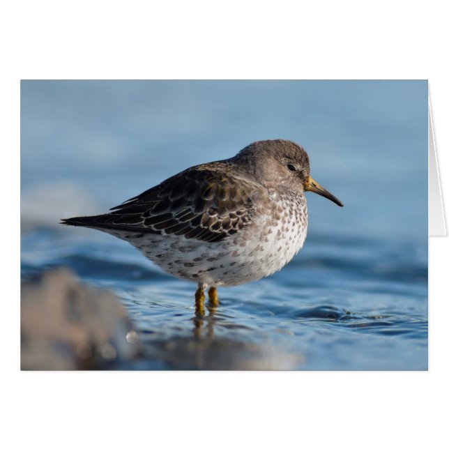 Sökning efter Sten Sandpiper OBS Kort (Framsidan Horizontal)