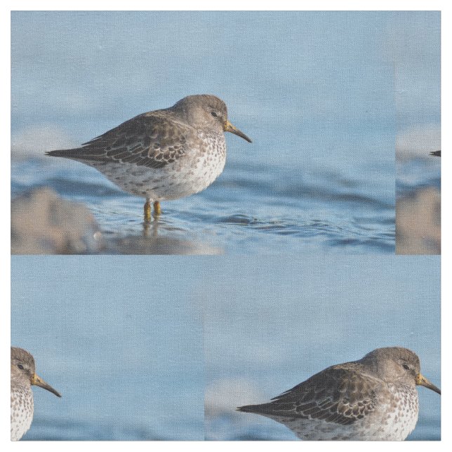 Sökning efter Sten Sandpiper Tyg (Närbild)