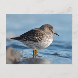 Sökning efter Sten Sandpiper Vykort