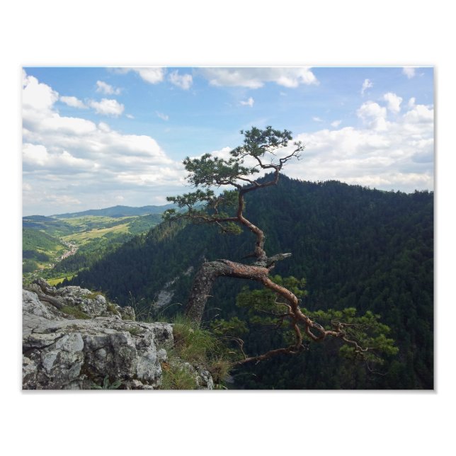 Sokolica, Pieniny Fototryck (Framsidan)