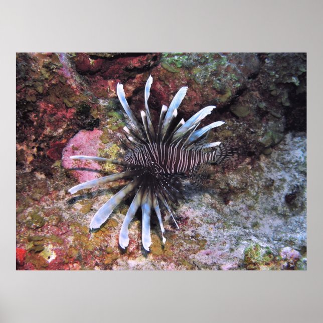 Sökvägar som avsöks poster (Framsidan)