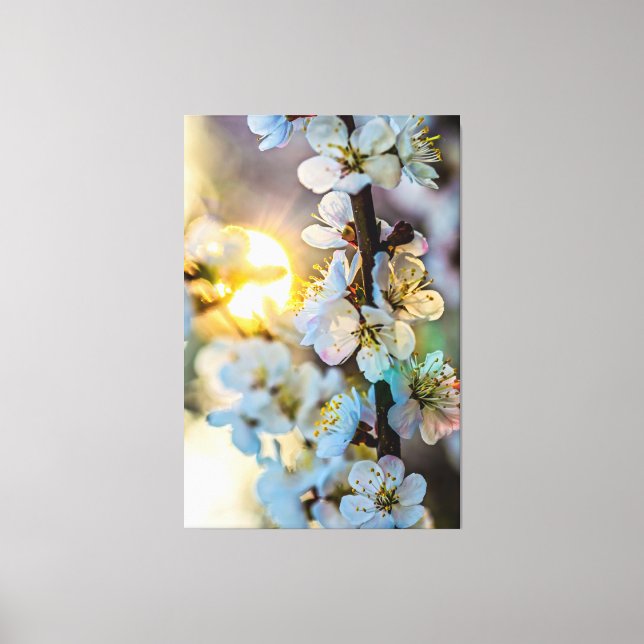 Sol bakom de japanska aprikosBlommarna Canvastryck (Framsida)