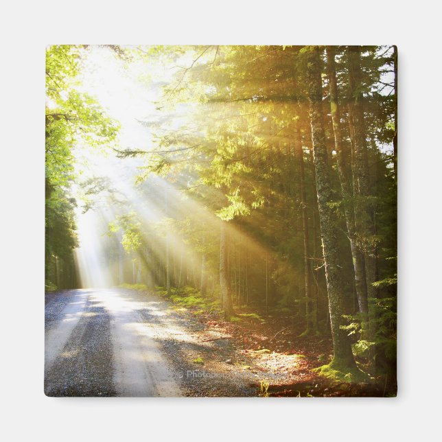 Sol Beams through Forest in Acadia nationalpark Magnet (Framsidan)