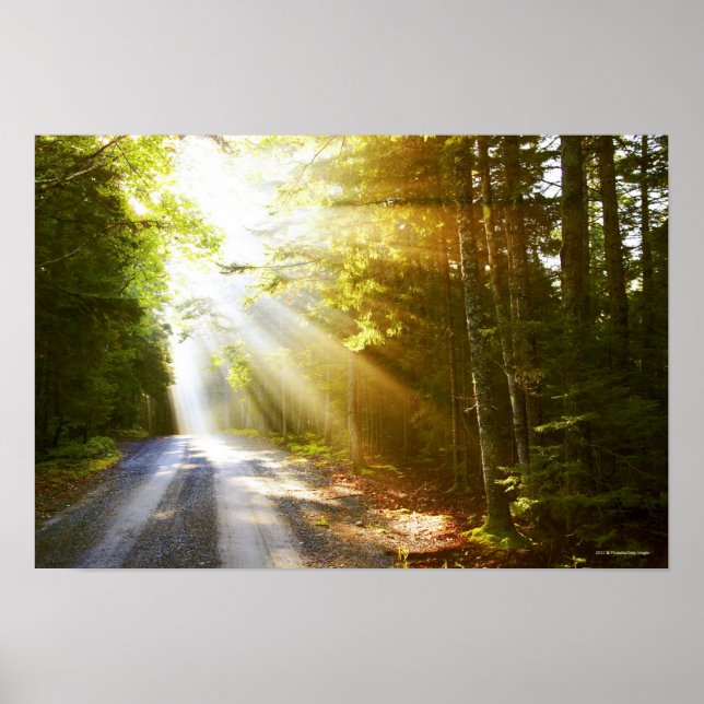 Sol Beams through Forest in Acadia nationalpark Poster (Framsidan)