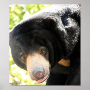 Sol Bear Poster