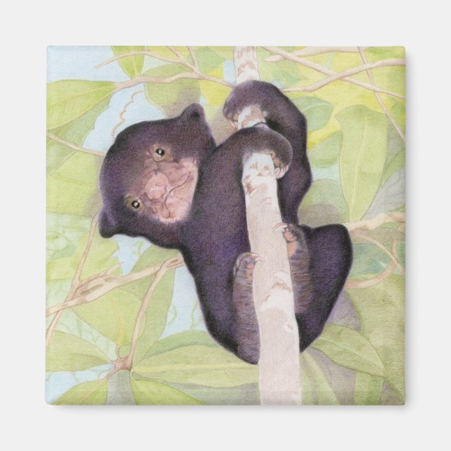 Sol Bear Unge Magnet (Framsidan)