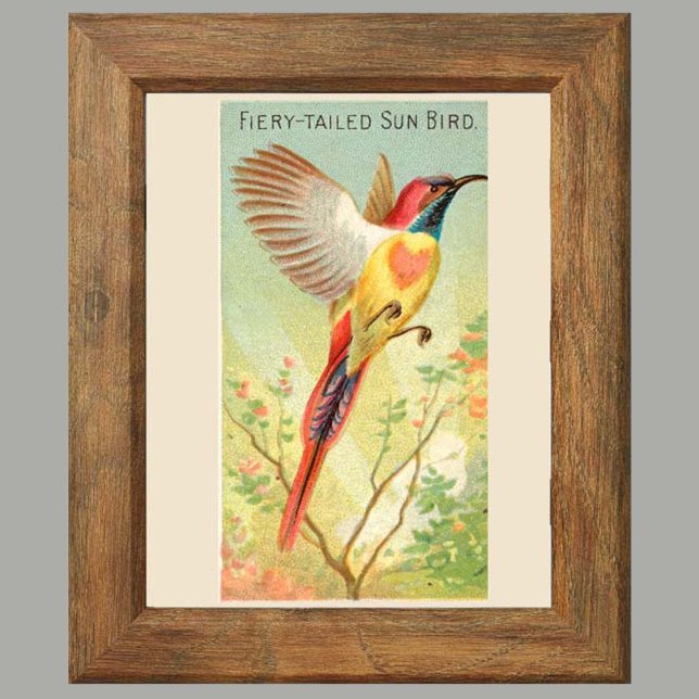 Sol Bird, 6 fågelgalleriväggar, 2 av 6 Poster (Skapare uppladdad)