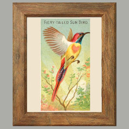 Sol Bird, 6 fågelgalleriväggar, 2 av 6 Poster