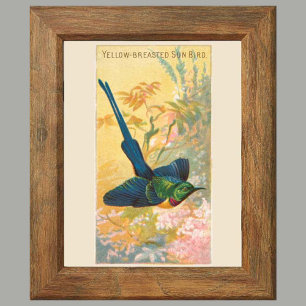 Sol Bird, 6 fågelgalleriväggar, 4 av 6 Poster