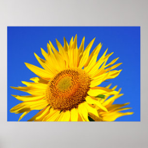 Sol-blomman Poster
